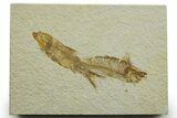 Limestone with Two Fossil Fish (Knightia) - Wyoming #363919-1
